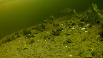 Подводная видео-камера CALYPSO с дисплеем и нфракрасной подсветкой для рыбалки шнур 20м.